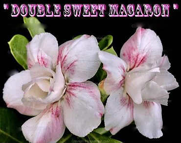 (image for) Adenium Obesum \'Double Sweet Macron\' 5 Seeds